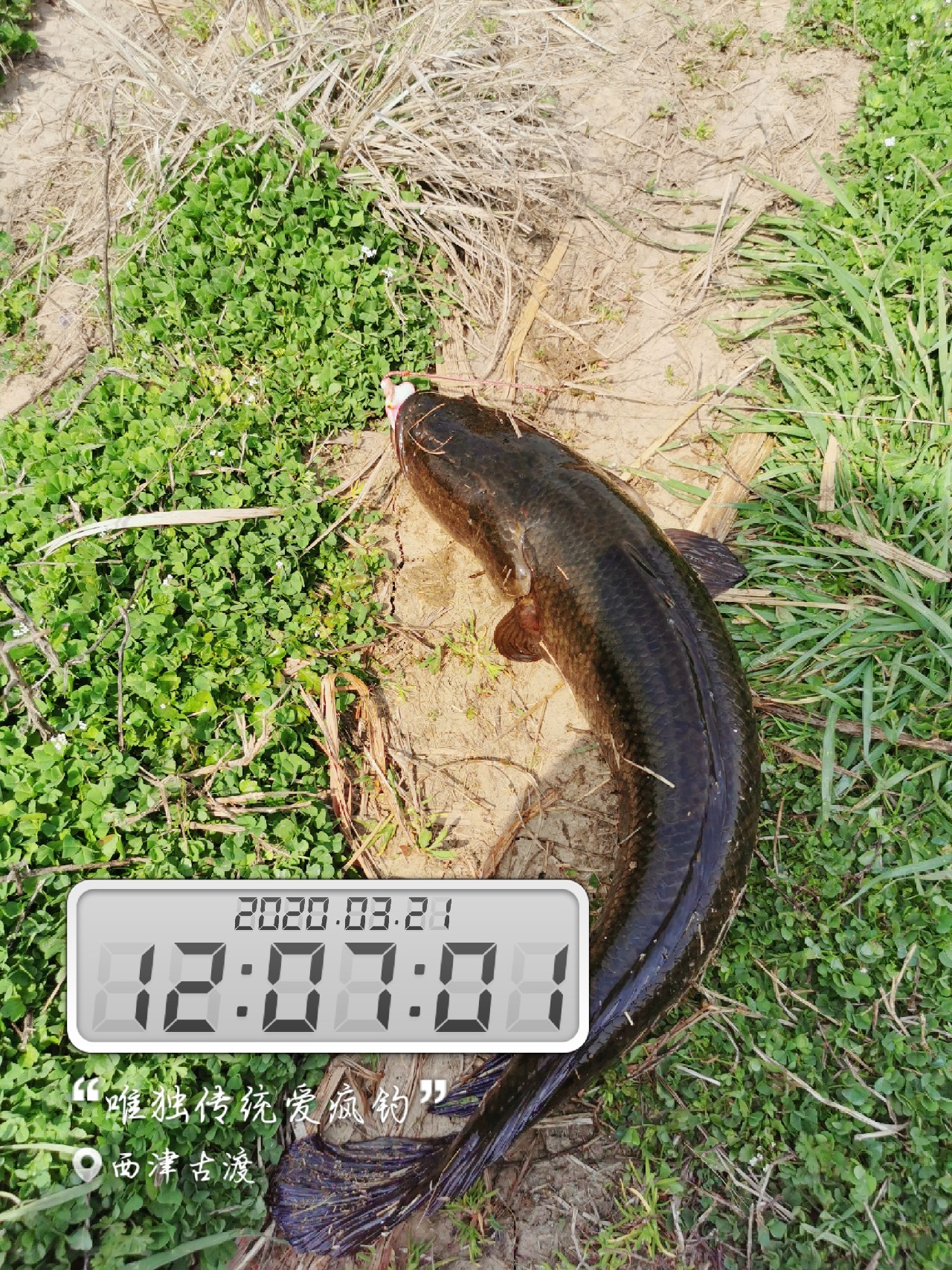 路亚雷强水老鼠,2022路亚雷强视频