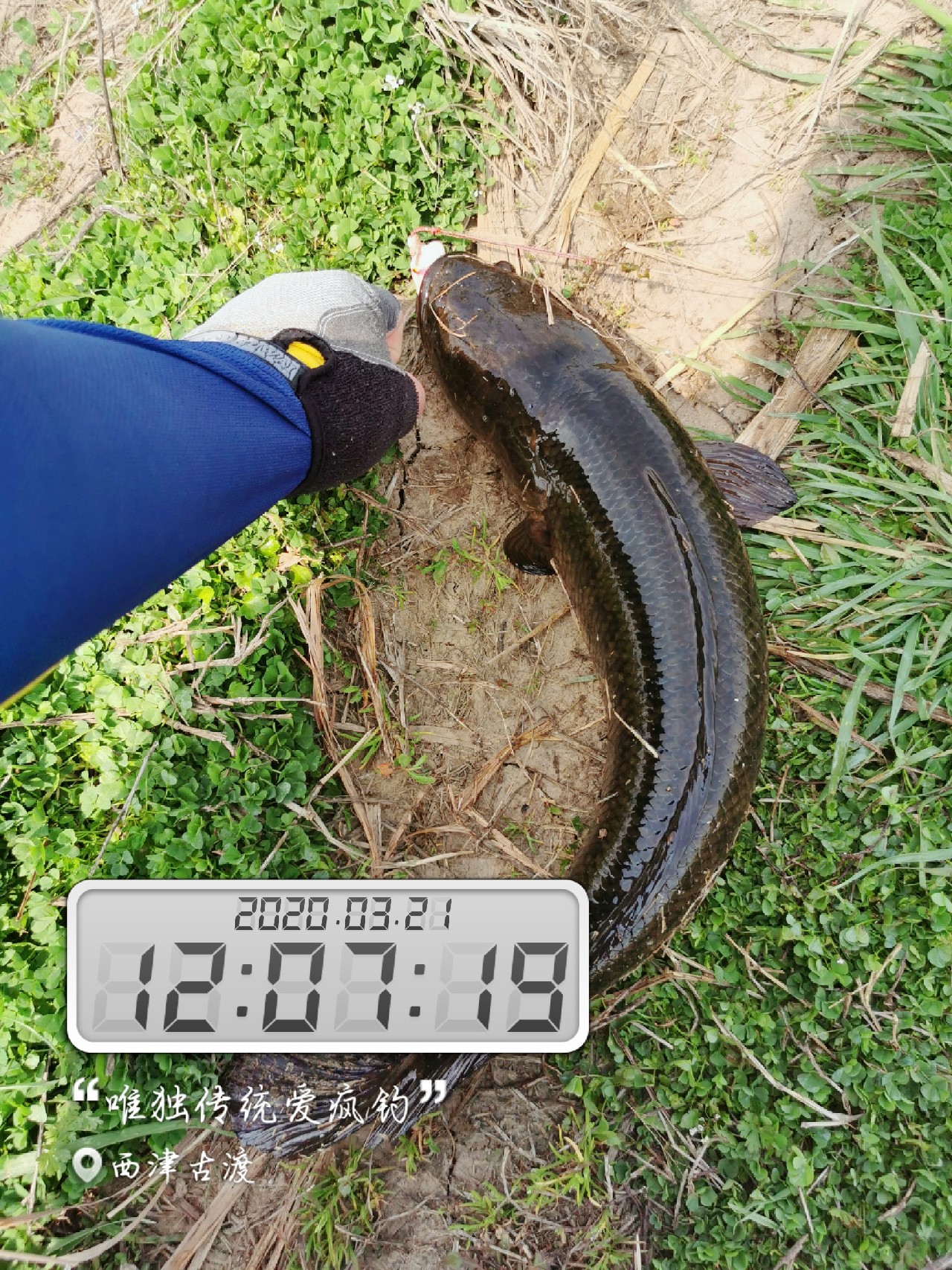 路亚雷强水老鼠,2022路亚雷强视频