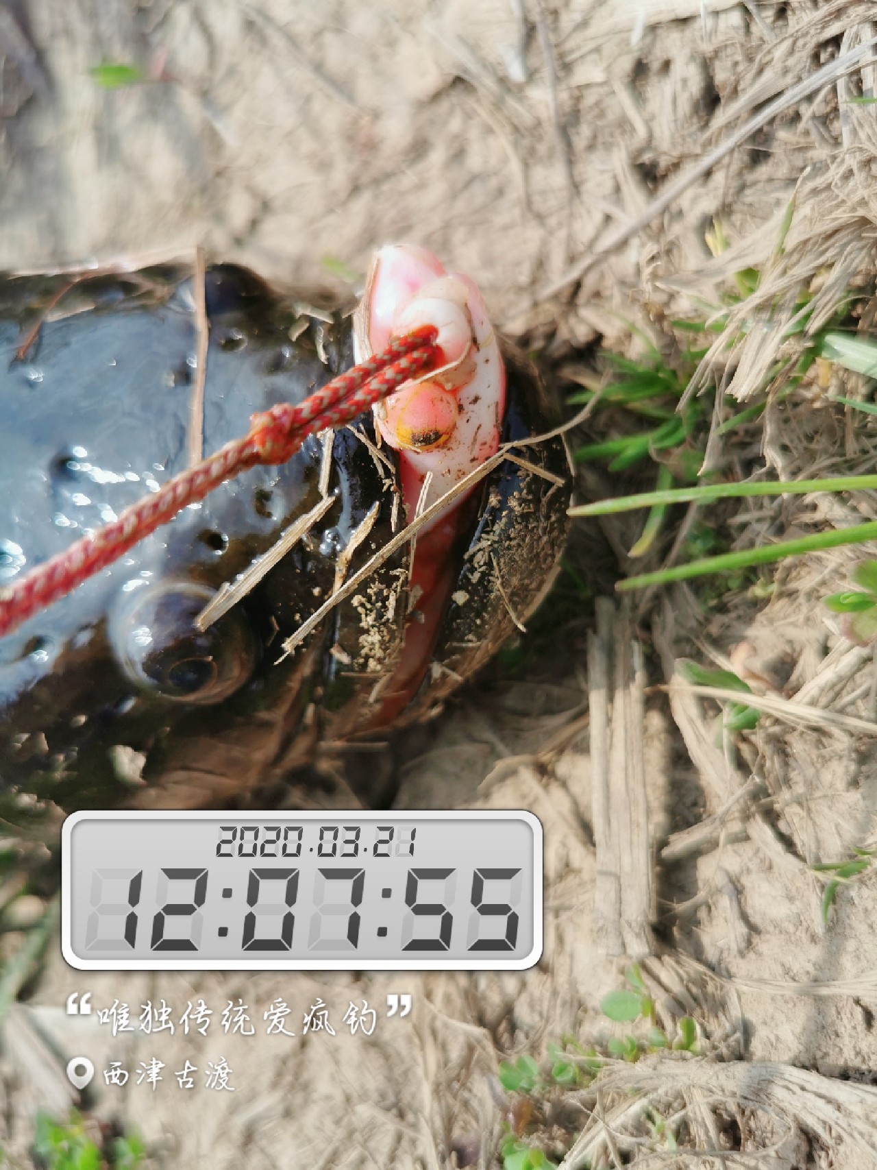 路亚雷强水老鼠,2022路亚雷强视频