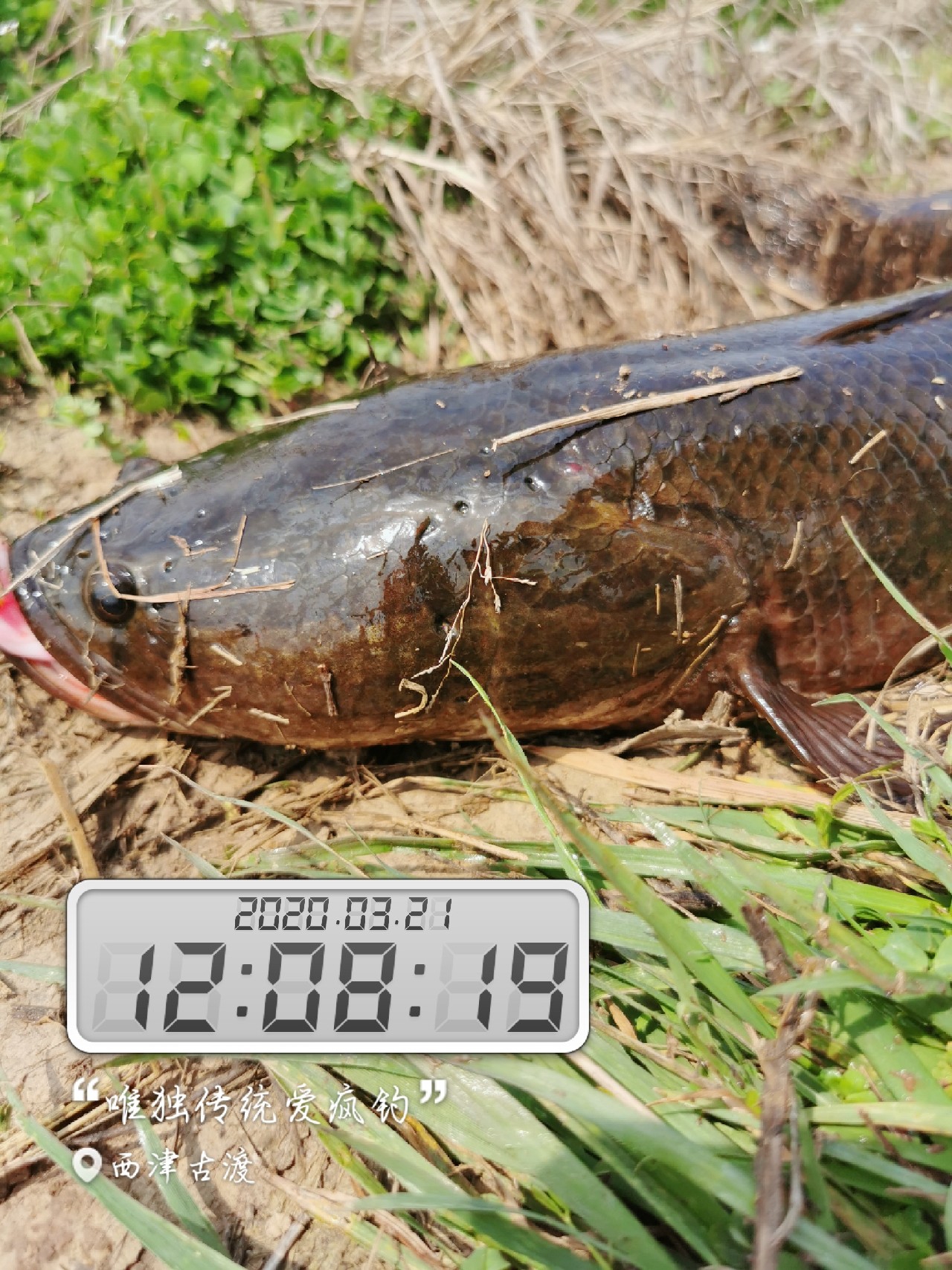 路亚雷强水老鼠,2022路亚雷强视频