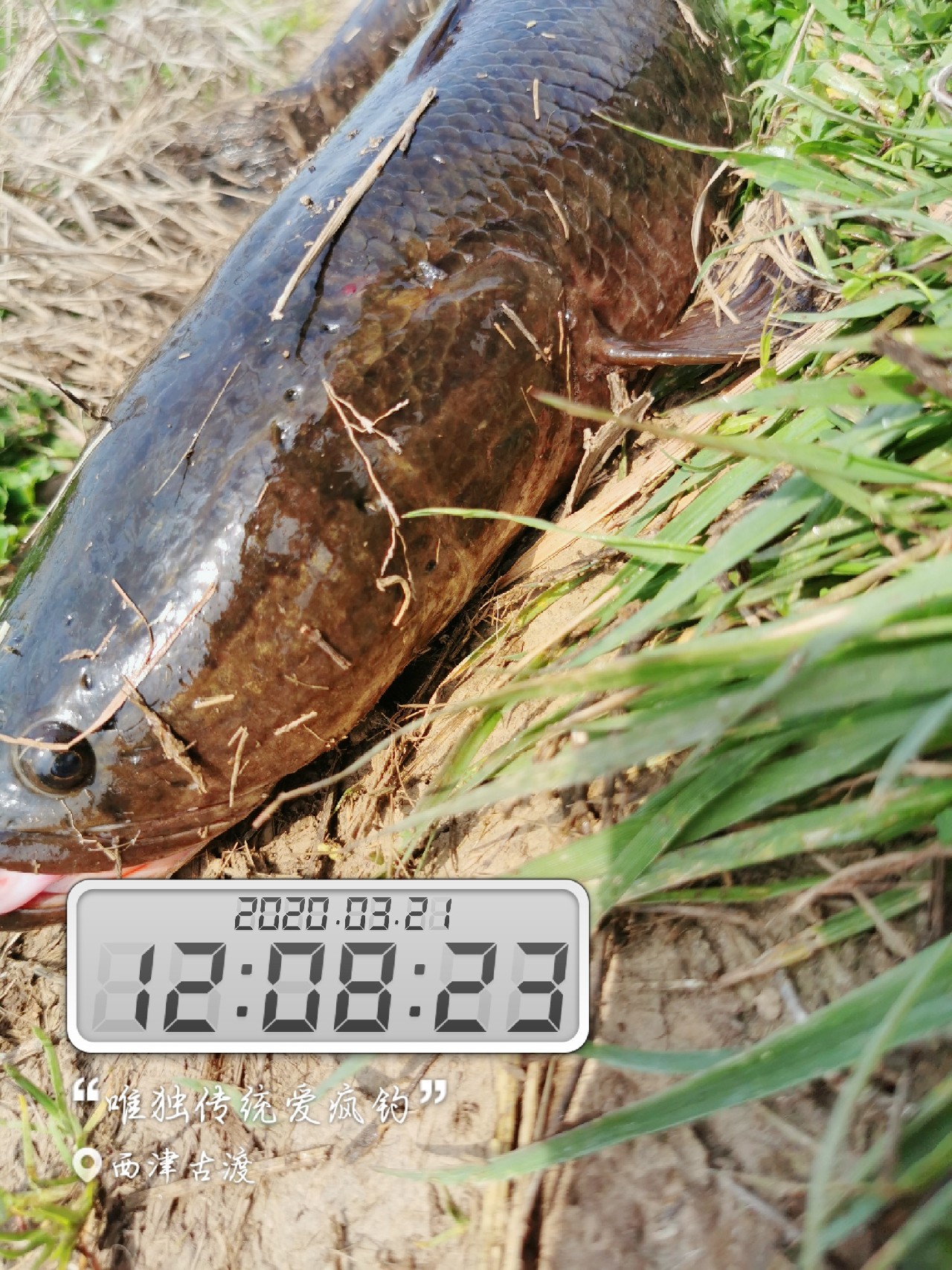 路亚雷强水老鼠,2022路亚雷强视频