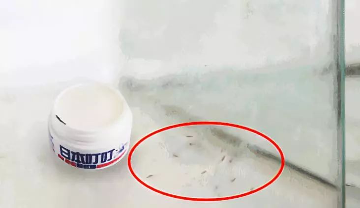 夏天蚊子越来越多了别用蚊香灭蚊,灭蚊团