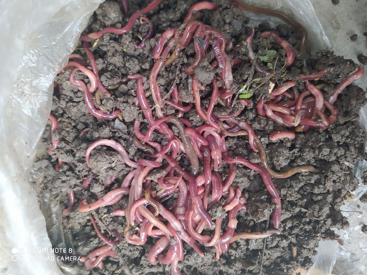 由鱼道联想到蚯蚓道，教你又快又准找蚯蚓