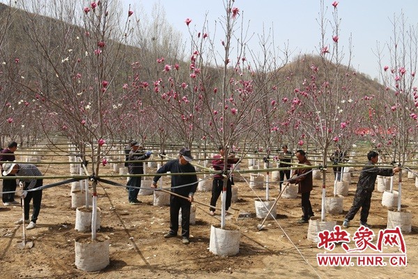 南阳市南召县：栽下“摇钱树”念活“致富经”