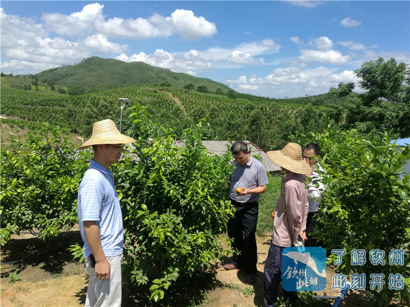 刘家旺:甘当脱贫火车头,愿作致富领路人