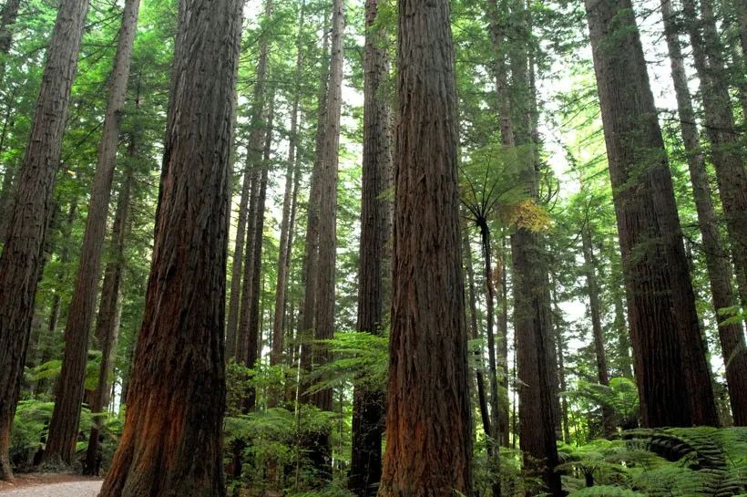 脸上痘痘反反复复毛孔大,痘痘黑头粉刺出油