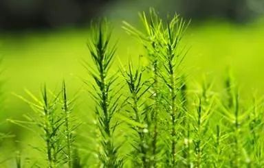 脸上痘痘反反复复毛孔大,痘痘黑头粉刺出油