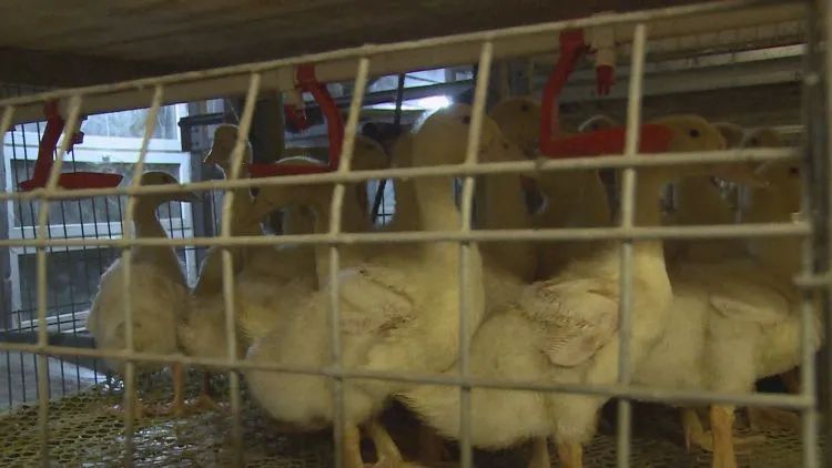 养殖基地变成致富基地，天宫群众养鸭致富