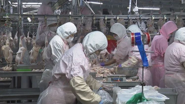 养殖基地变成致富基地，天宫群众养鸭致富