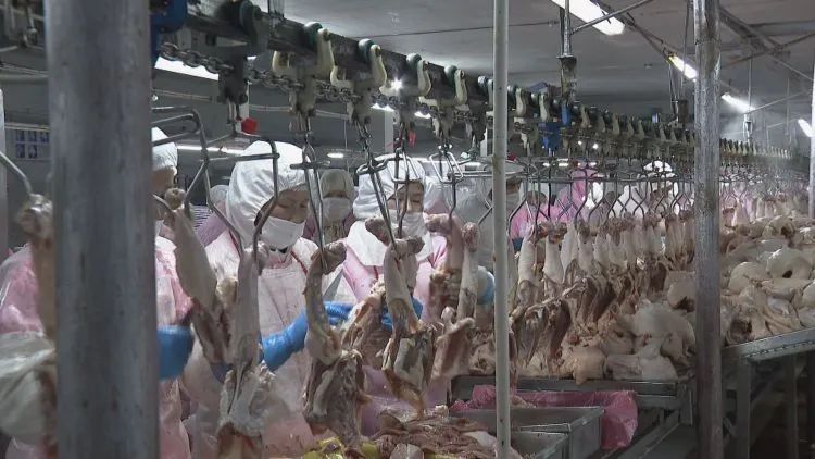 养殖基地变成致富基地，天宫群众养鸭致富