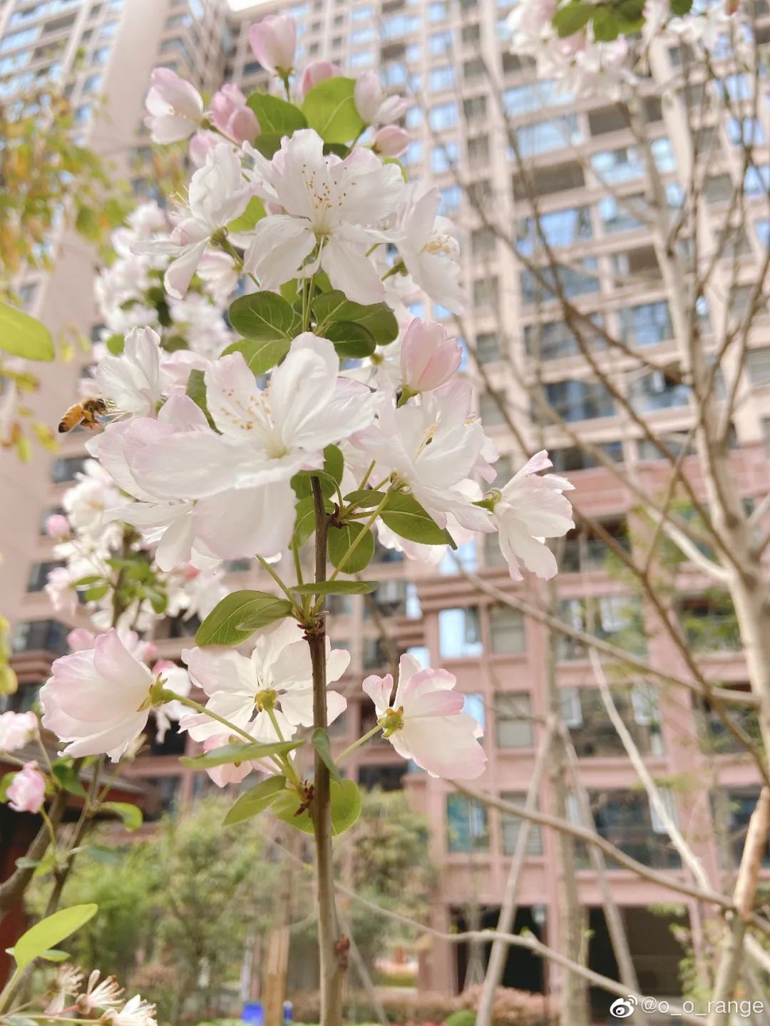 武大樱花雨现场,武大樱花周日还有票吗