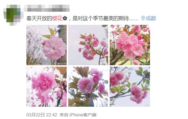 武大樱花雨现场,武大樱花周日还有票吗