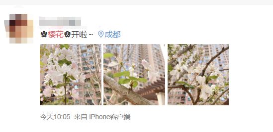 武大樱花雨现场,武大樱花周日还有票吗