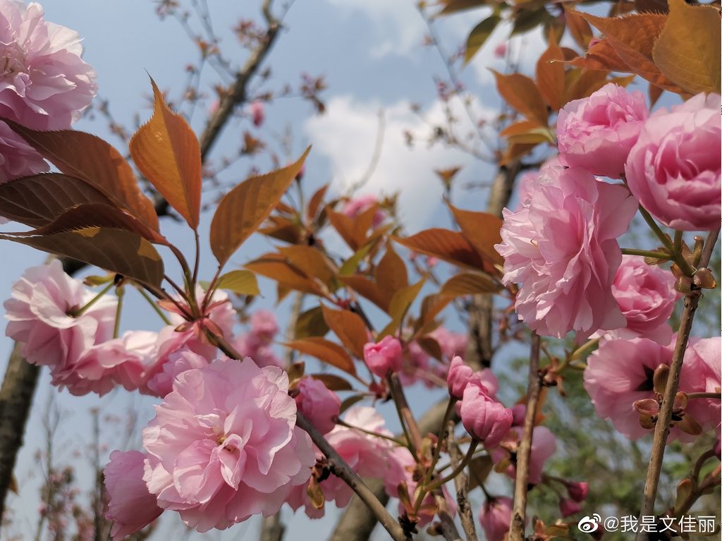武大樱花雨现场,武大樱花周日还有票吗