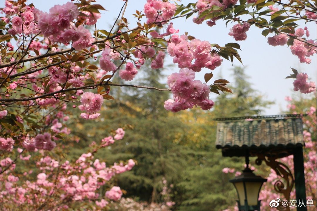 武大樱花雨现场,武大樱花周日还有票吗