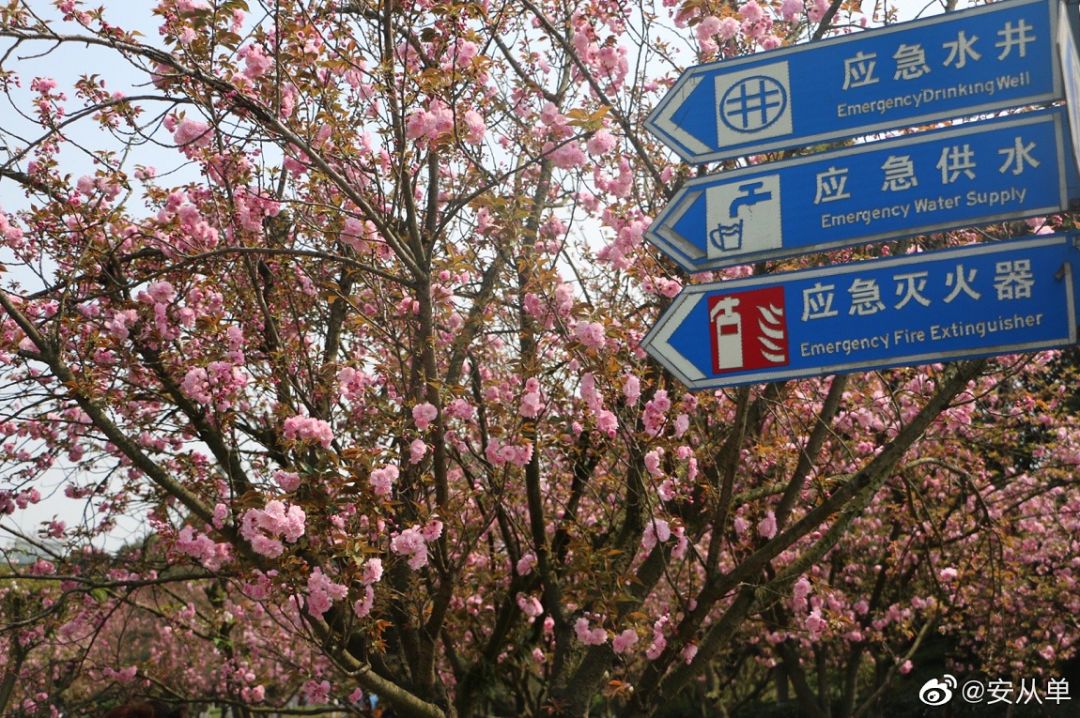 武大樱花雨现场,武大樱花周日还有票吗