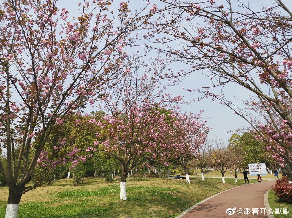 武大樱花雨现场,武大樱花周日还有票吗