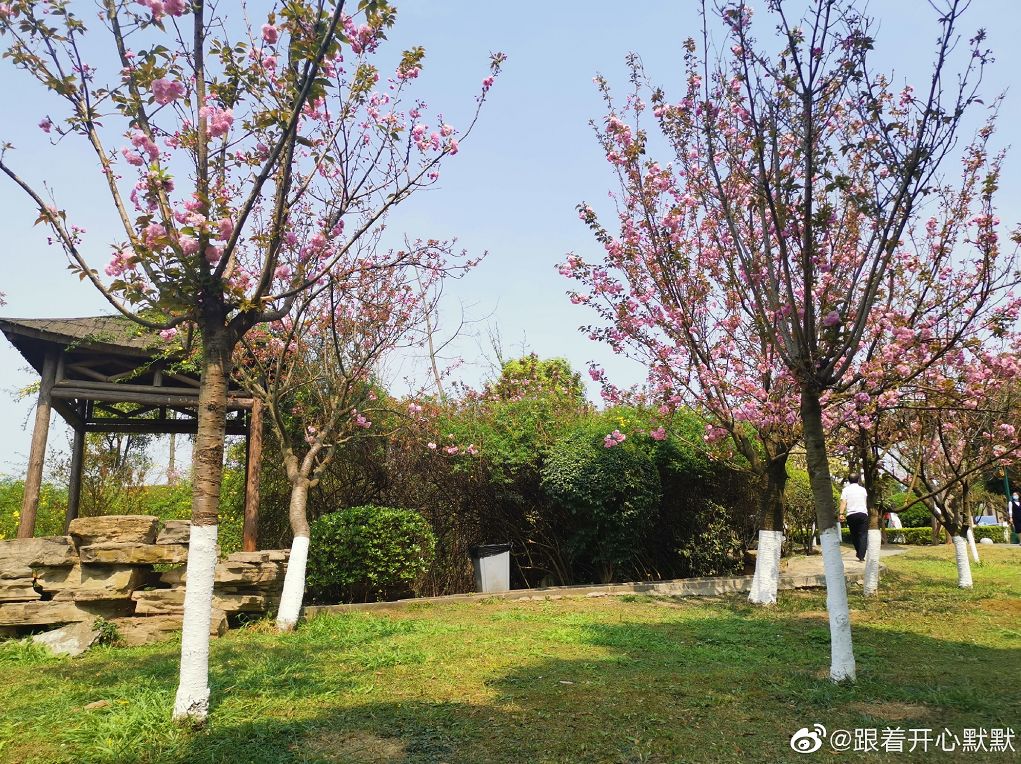 武大樱花雨现场,武大樱花周日还有票吗