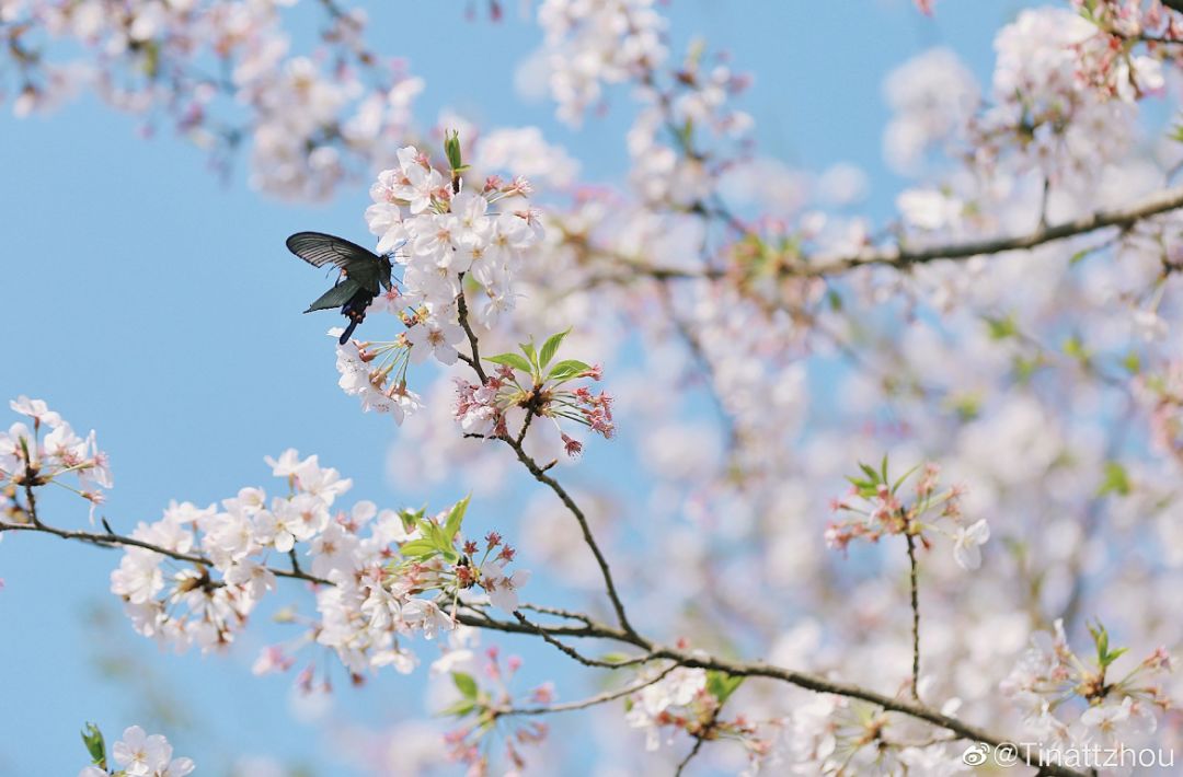 武大樱花雨现场,武大樱花周日还有票吗