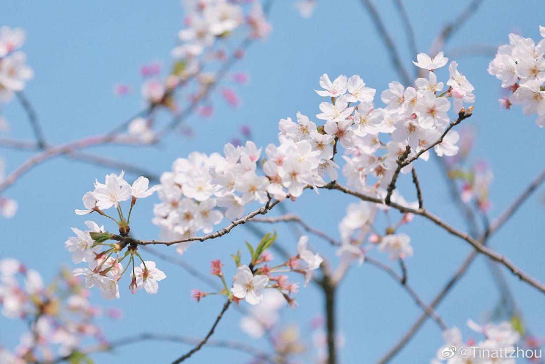 武大樱花雨现场,武大樱花周日还有票吗