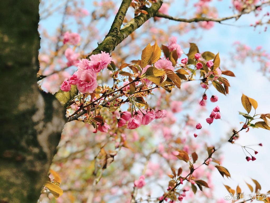 武大樱花雨现场,武大樱花周日还有票吗
