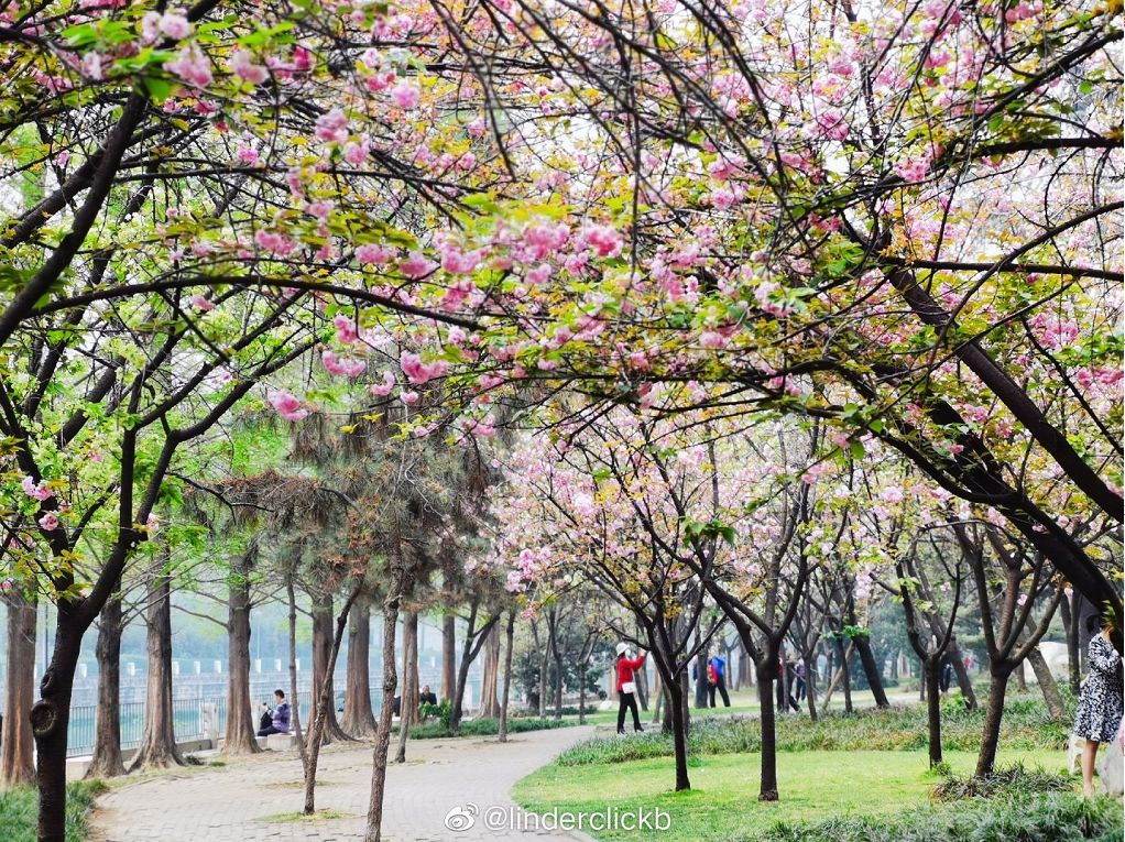 武大樱花雨现场,武大樱花周日还有票吗