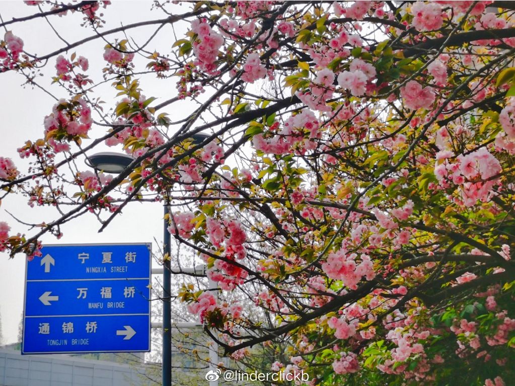 武大樱花雨现场,武大樱花周日还有票吗