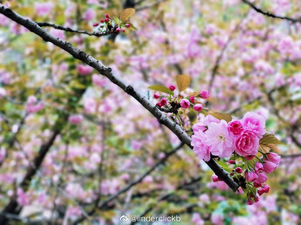 武大樱花雨现场,武大樱花周日还有票吗