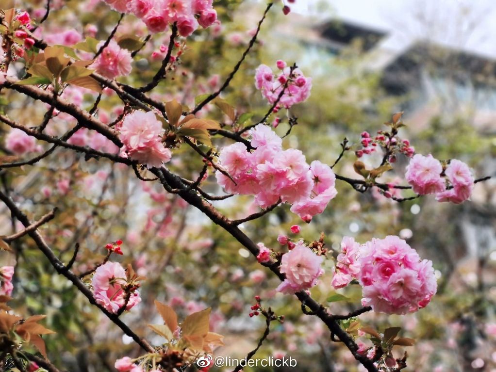 武大樱花雨现场,武大樱花周日还有票吗