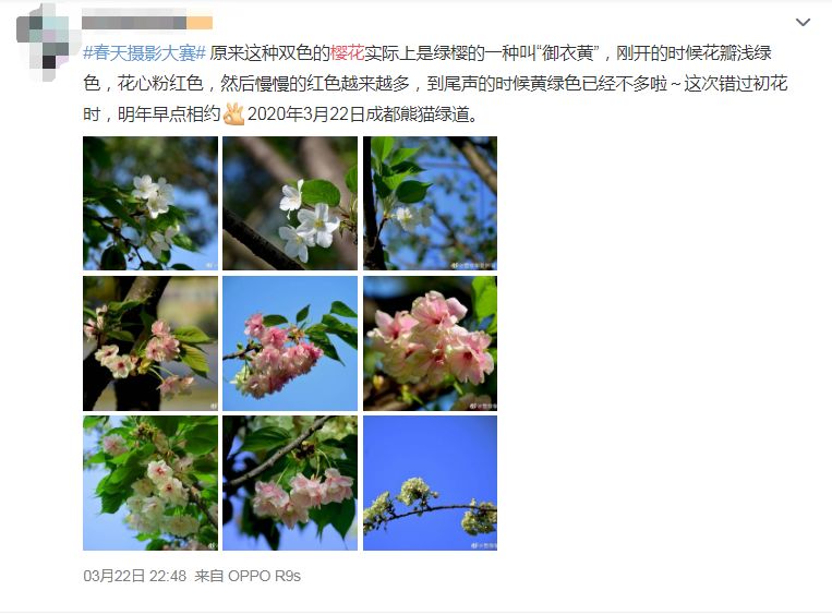 武大樱花雨现场,武大樱花周日还有票吗