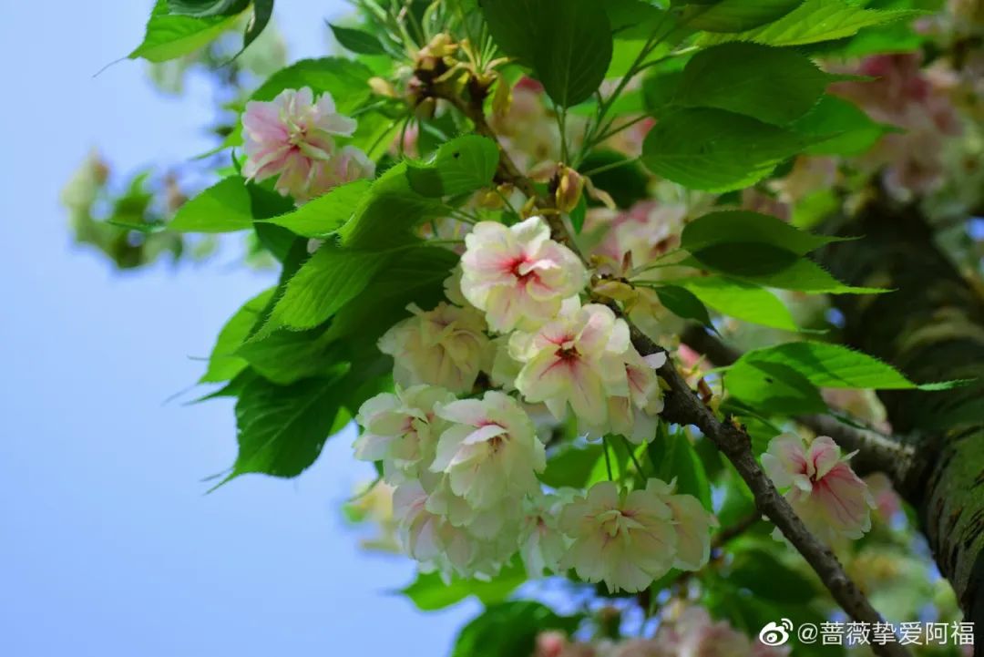 武大樱花雨现场,武大樱花周日还有票吗