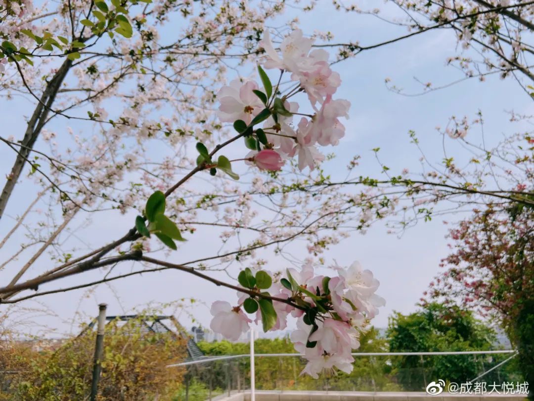 武大樱花雨现场,武大樱花周日还有票吗