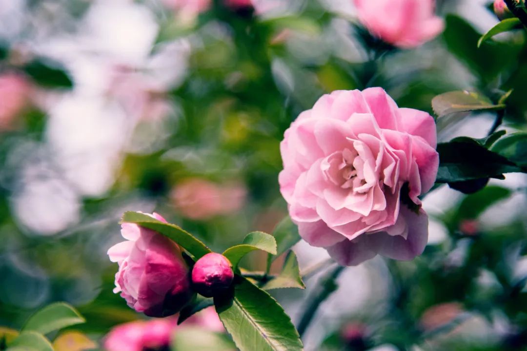 南京江宁网红打卡点有哪些,春日限定江宁新晋网红打卡点出炉