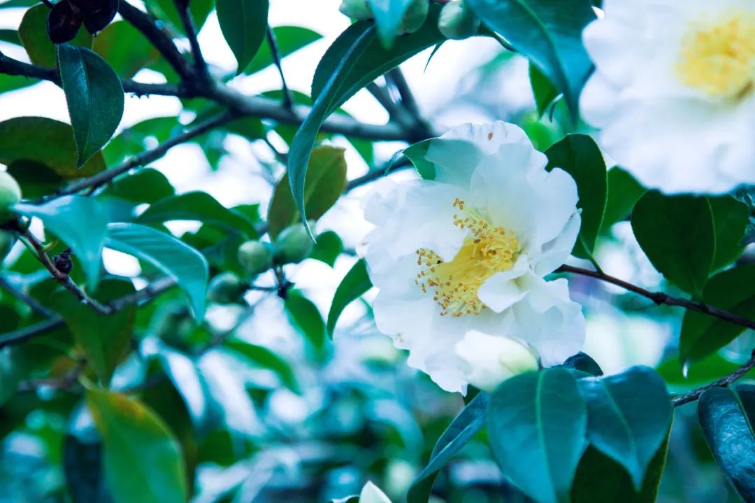 南京江宁网红打卡点有哪些,春日限定江宁新晋网红打卡点出炉