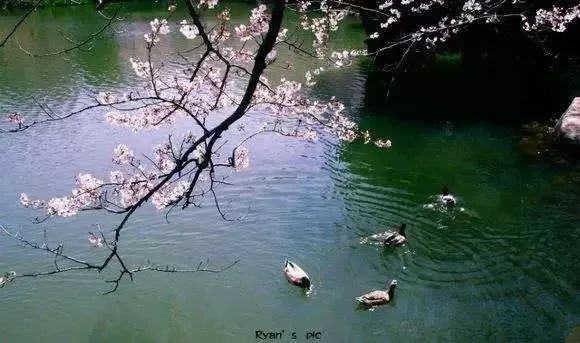 飞花令含鸟的诗句100条简单,春字飞花令诗句大全