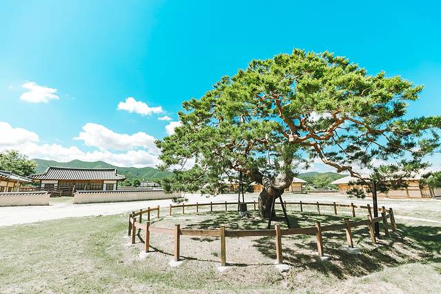 庆北三日,解锁你不知道的文化Korea