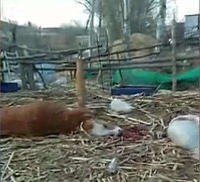 吉林市永吉县死牛事件,舒兰市通报14人遇难