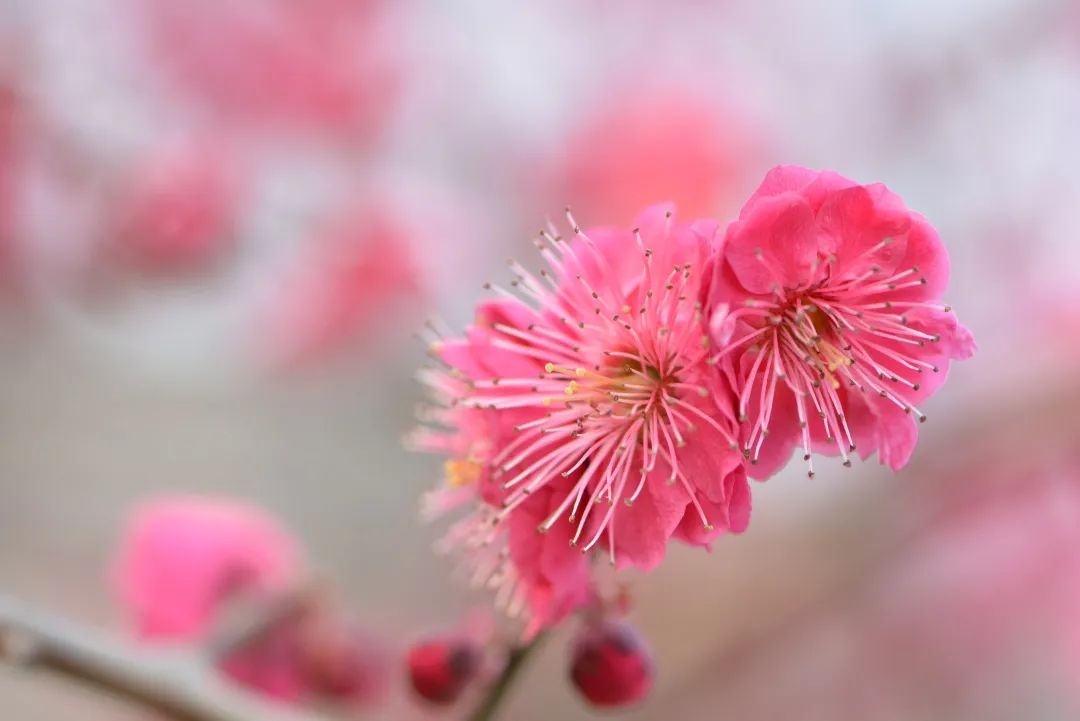 2020春季赏花指南，中国春色，满血复活