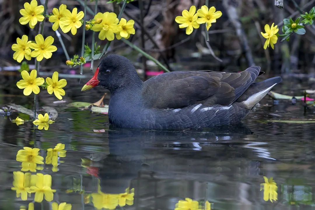 2020春季赏花指南，中国春色，满血复活