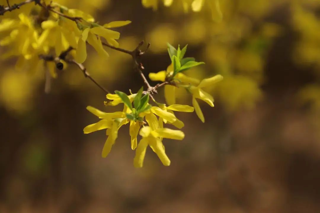 2020春季赏花指南，中国春色，满血复活