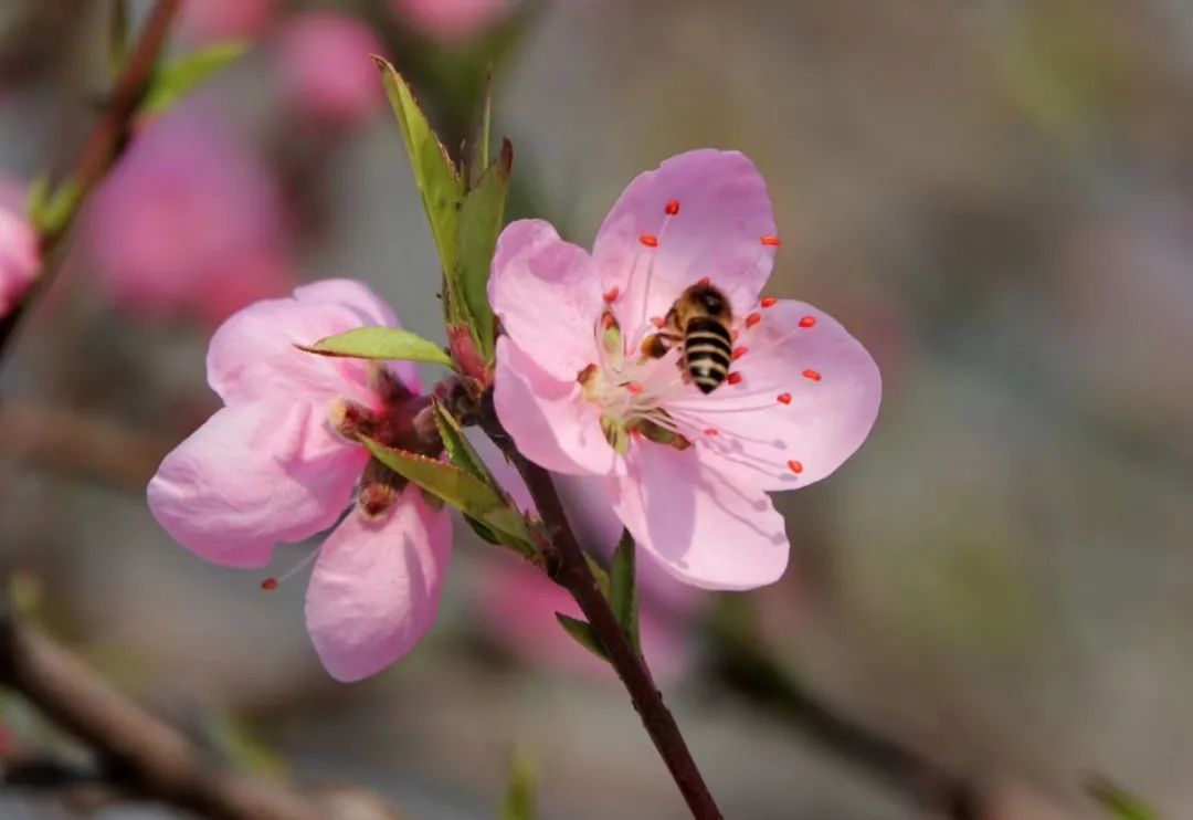 2020春季赏花指南，中国春色，满血复活