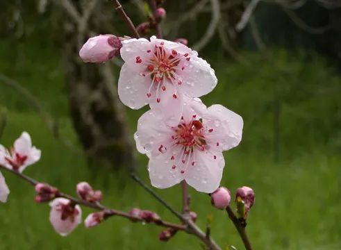 2020春季赏花指南，中国春色，满血复活