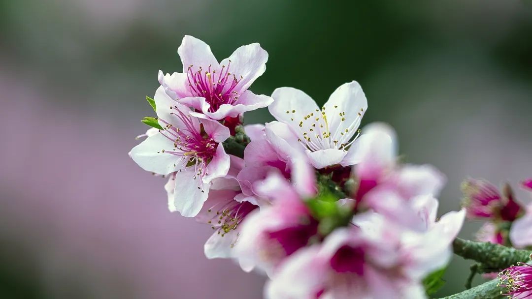 2020春季赏花指南，中国春色，满血复活