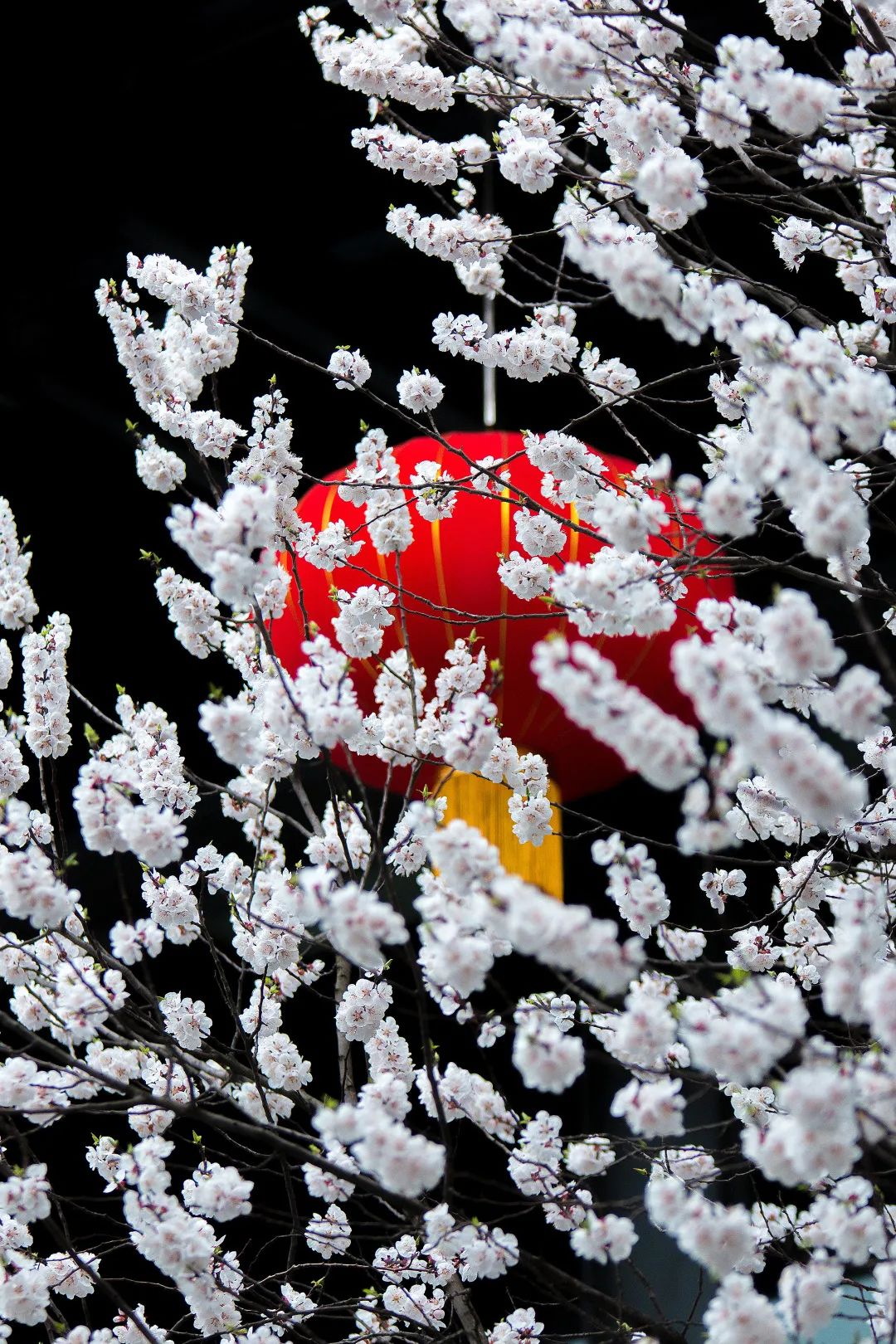 2020春季赏花指南，中国春色，满血复活