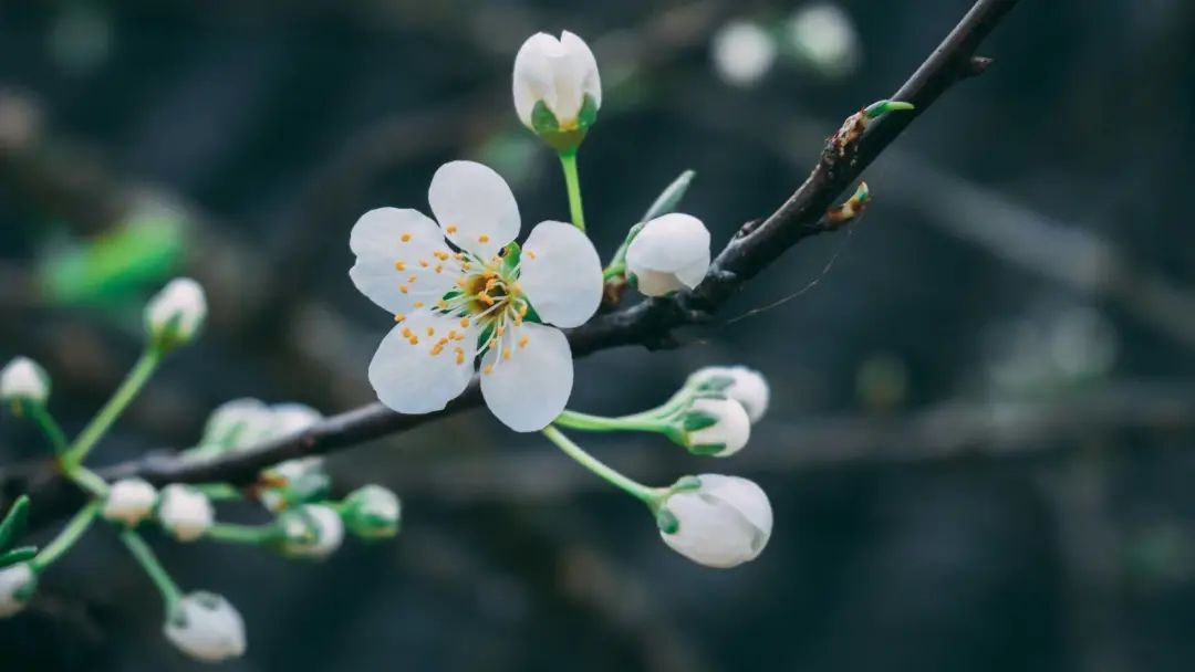 2020春季赏花指南，中国春色，满血复活