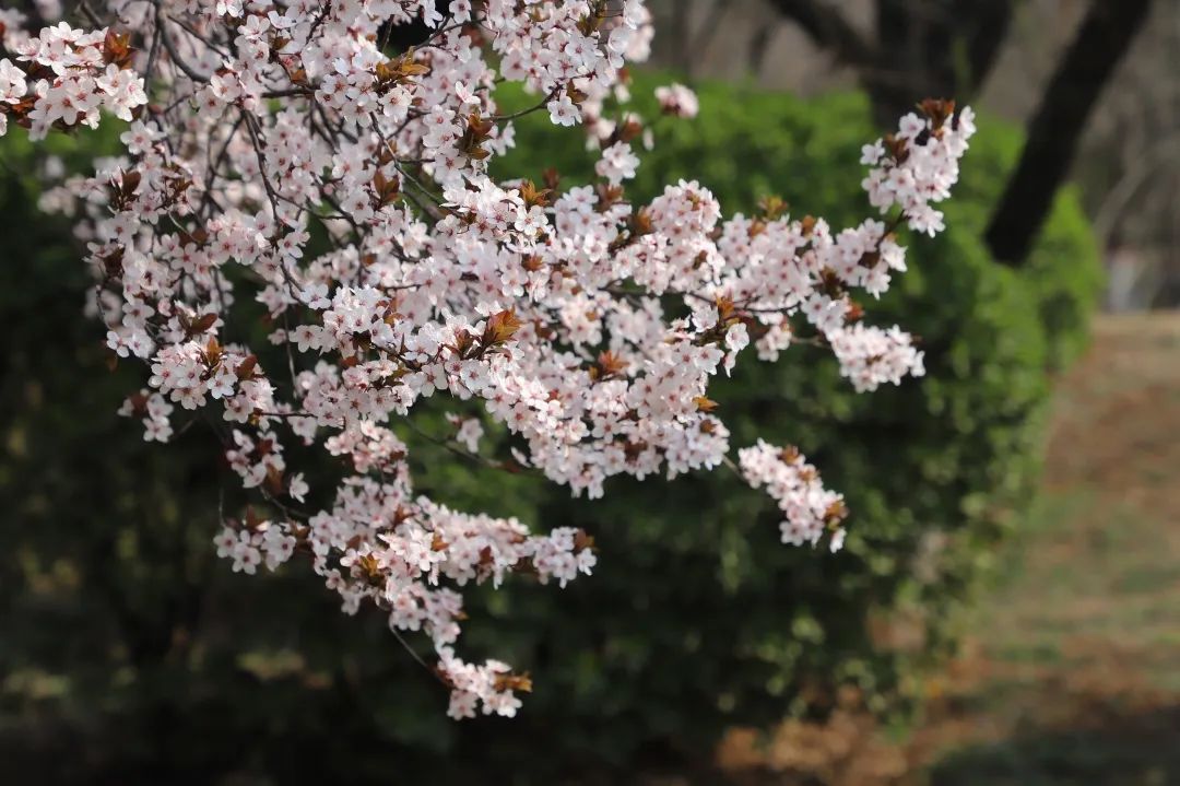 2020春季赏花指南，中国春色，满血复活