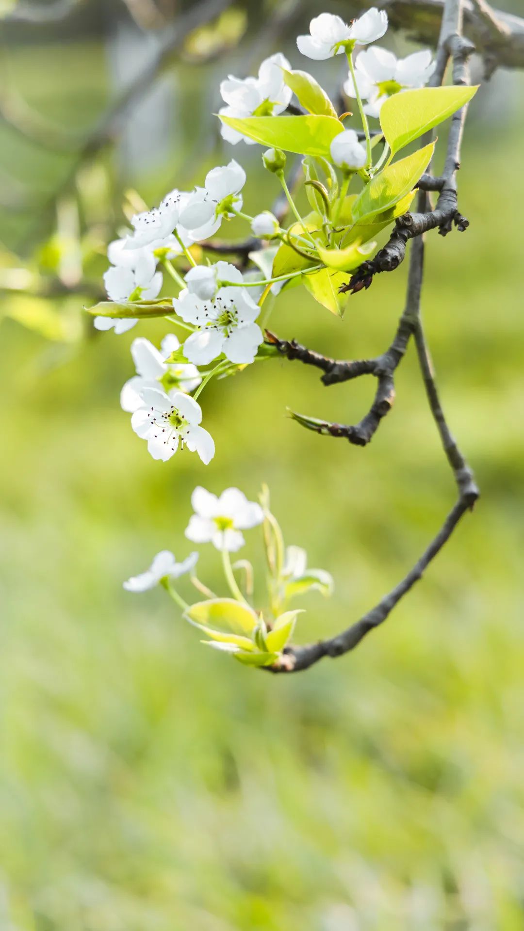 2020春季赏花指南，中国春色，满血复活