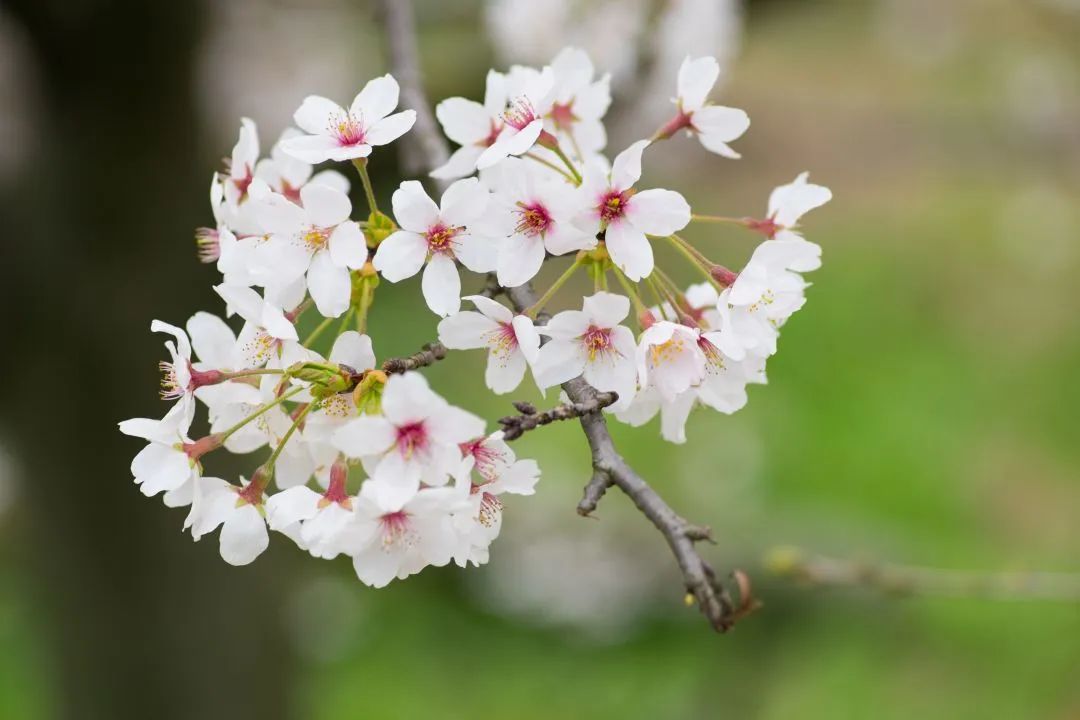 2020春季赏花指南，中国春色，满血复活