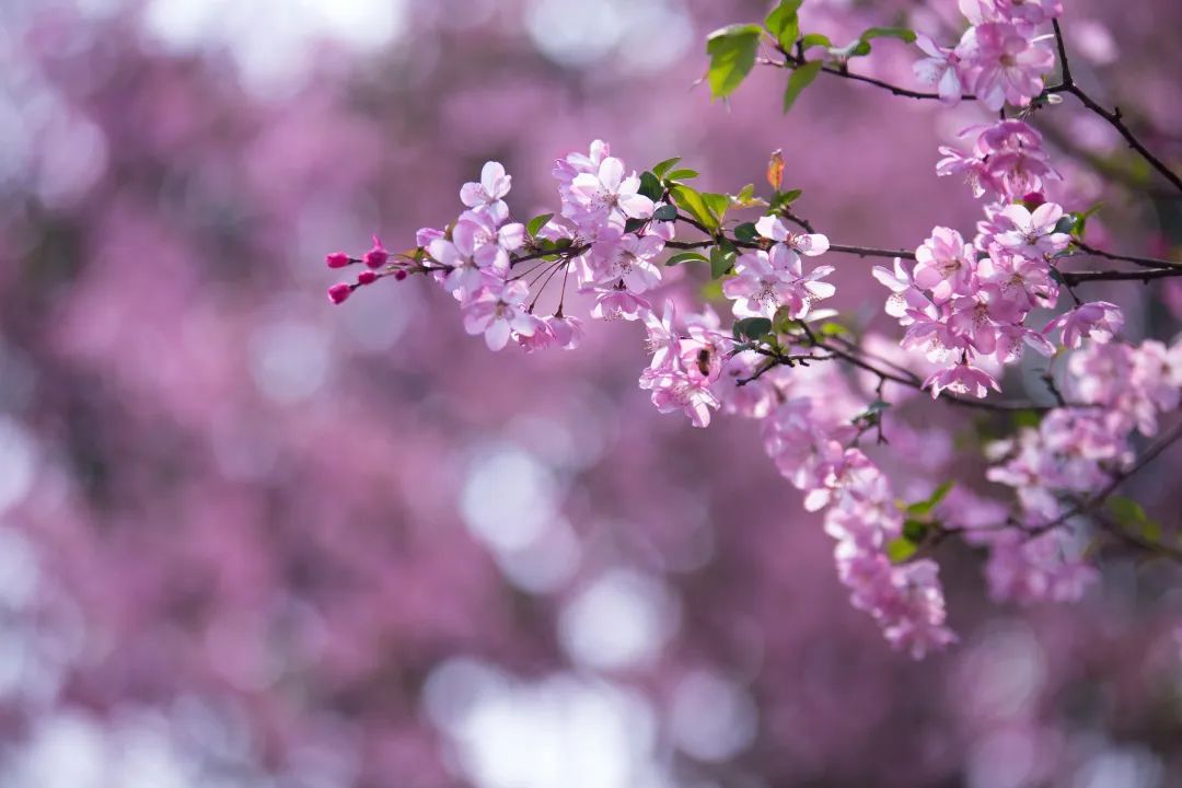 2020春季赏花指南，中国春色，满血复活