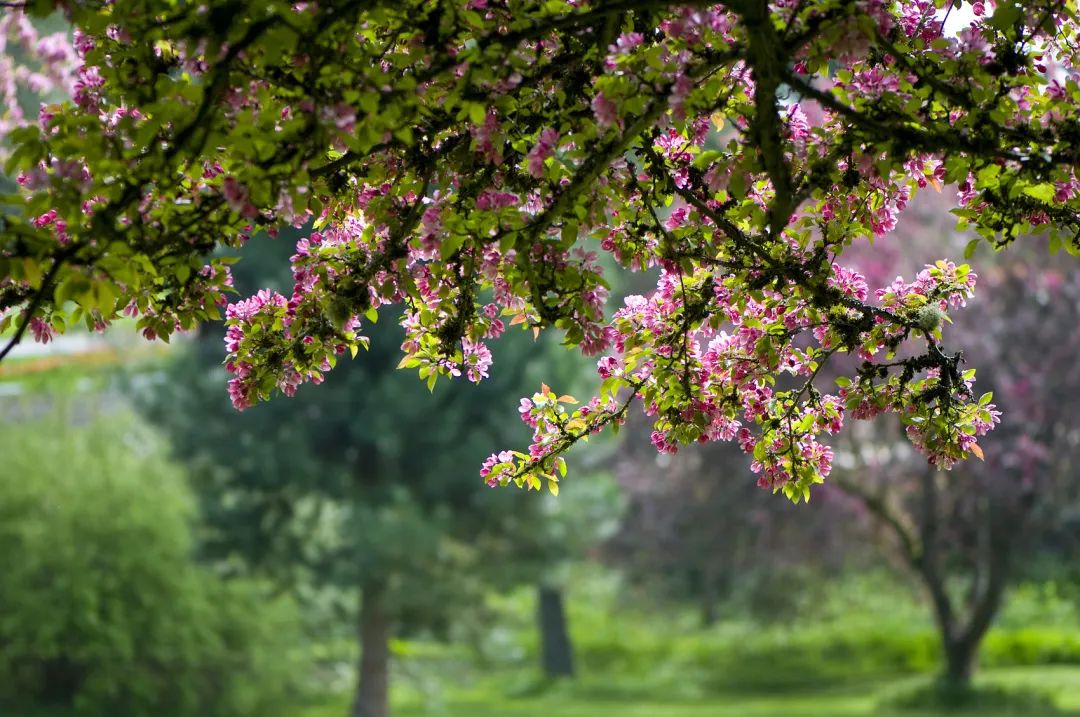 2020春季赏花指南，中国春色，满血复活